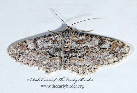 Iridopsis emasculatum BOARMIINI GEOMETRID MOTH 6027749z