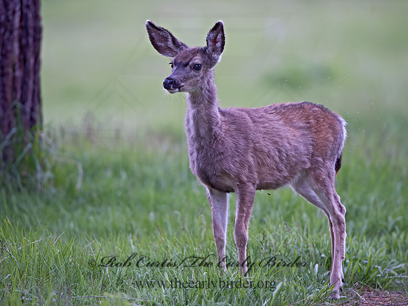 Odocoileus hemionus californicus  CALIFORNIA MULE DEER 9058741z