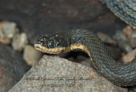 Regina septemvittata  QUEEN SNAKE 5009740z