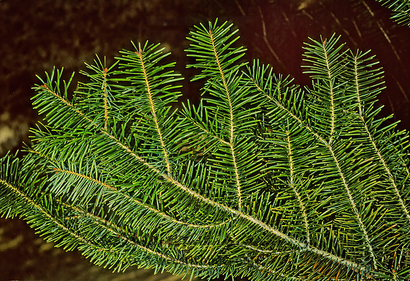Abies ciciliana  CICILIAN FIR 215117z