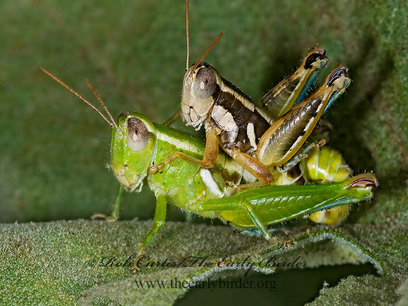 Paraidemona  SPUR-THROATED GRASSHOPPER 7005338z