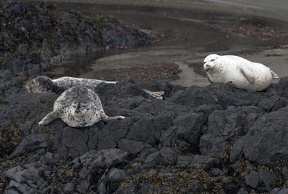 Phoca vitulina  HARBOR SEAL 7017327z