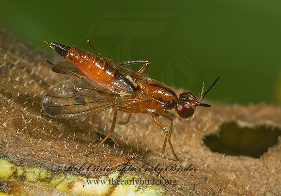 Loxocera cylindrica  RUST FLY 5001507 spz