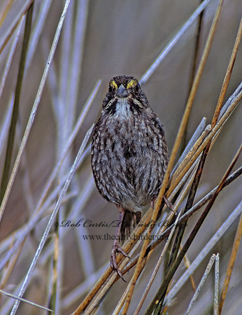 Ammospiza maritima  SEASIDE SPARROW 256526z