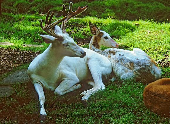 Odocoileus virginianus  WHITE-TAILED DEER 301408z