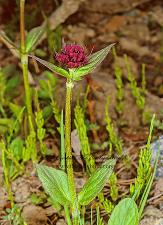 Valeriana capitata 241433z