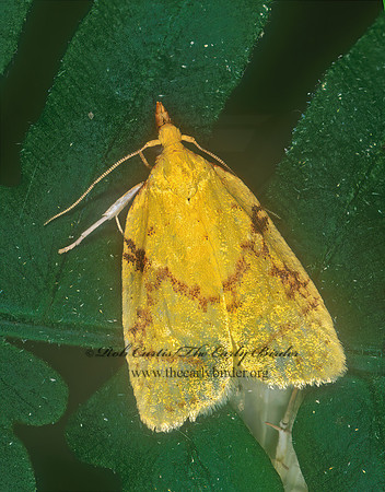 Cenopis pettitana   BASSWOOD LEARFOLLER 208033z
