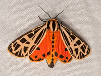 Apantesis parthenice PARTHENICE TIGER MOTH 3023618z