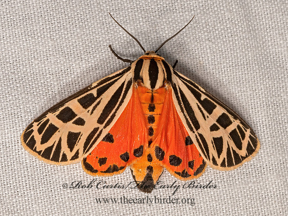Apantesis parthenice  PARTHENICE TIGER MOTH 3023618z