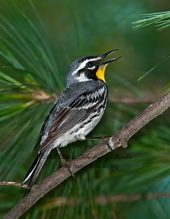 Setophaga dominica  YELLOW-THROATED WARBLER 3002652z