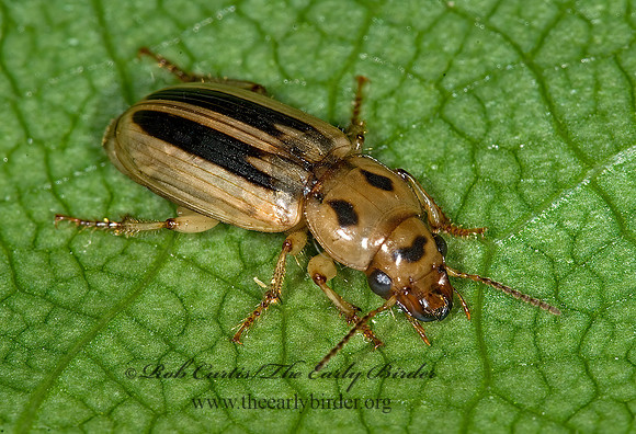 Stenolophus (Agonoderus) lineola 6010407 z