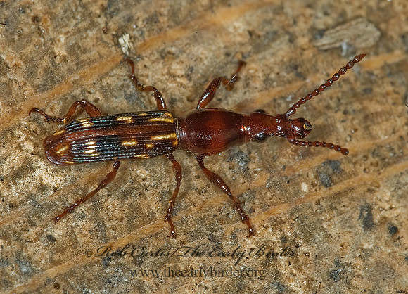 Arrhenodes minutus 6008003 F z