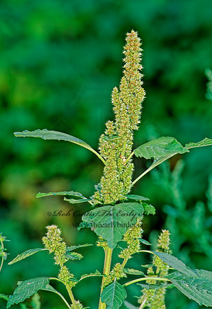 Amaranthus reflexus  GREEN AMARANTH 211112z