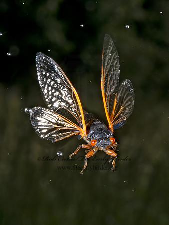 Magicicada cassinii CASSIN'S CICADA 9089414z