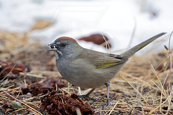 Pipilo chlorurus  GREEN-TAILED TOWHEE 3025392z-