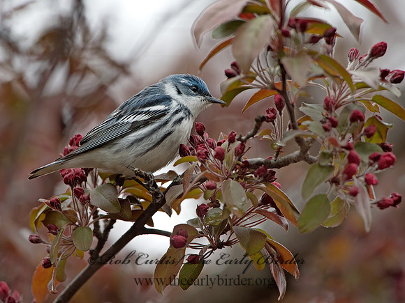 Setophaga cerulea  CERULEAN WARBLER 9037240z