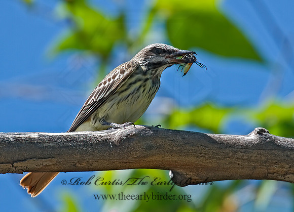 Myiodynastes luteiventris  SULPHUR-BELLIED FLYCATCHER 7007950z