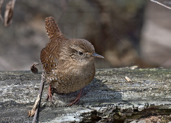 Troglodytes hiemalis  WINTER WREN 9028280z