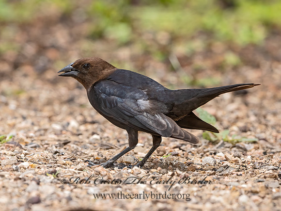 Molothrus ater  BROWN-HEADED COWBIRD 3032623z
