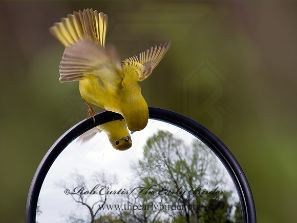 Setophaga petechia  YELLOW WARBLER 6005074z