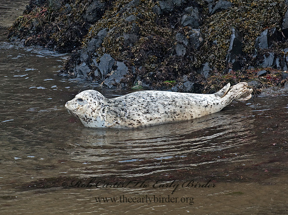 Phoca vitulina  HARBOR SEAL 7017323z