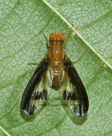 Toxoneura superba  FLUTTER FLY 5012770z