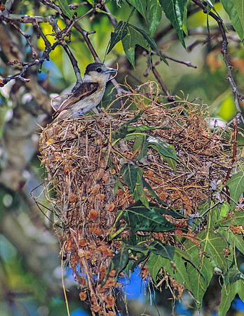Pachyramphus aglaiae  ROSE-THROATED BECARD 95012z