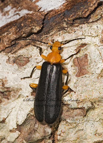 Neopyrochroa femoralis 8014893z