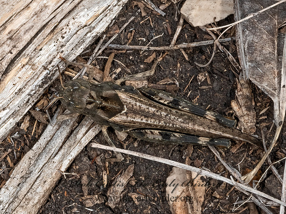 Arphia simplex  PLAINS YELLOW-WINGED GRASSHOPPER 3035837z