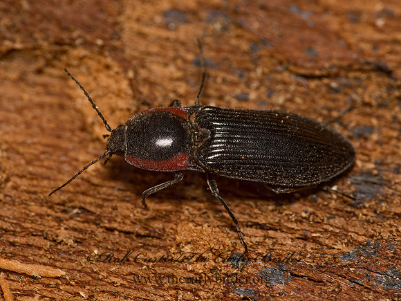 Selatosomus edwardsi  PROSTERNINI CLICK BEETLE 9058225z