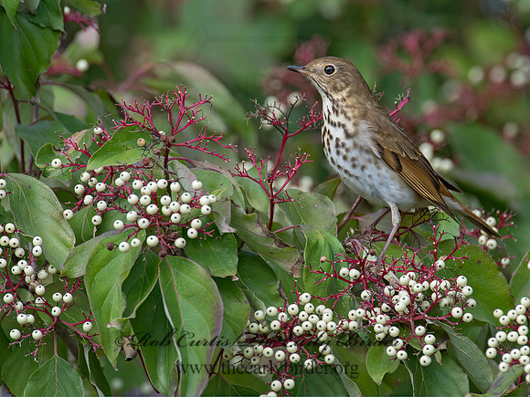 Catharus guttatus  HERMIT THRUSH 9015216z