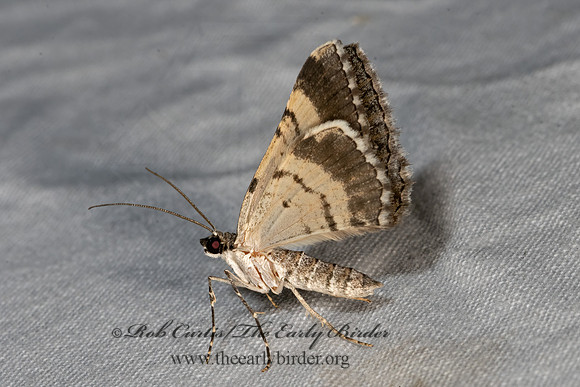 Archirhoe neomexicana  LARENTIINAE GEOMETER 3038912z