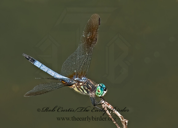 Pachydiplax longipennis BLUE DASHER 8022795z