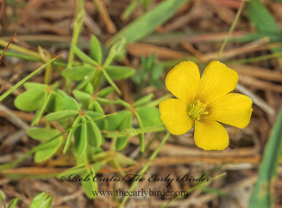 Oxalis europea  SORREL 281721z