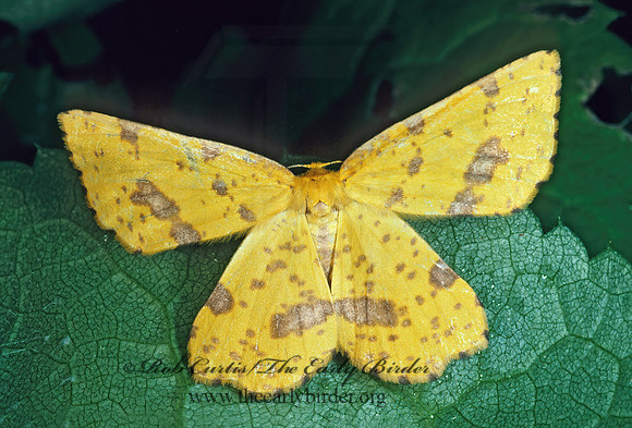 Xanthotype urticaria FALSE CROCUS GEOMETER 176905z