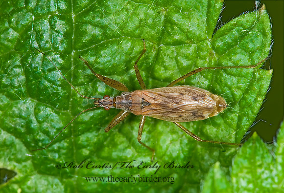 Nabis roseipennis 6007287z