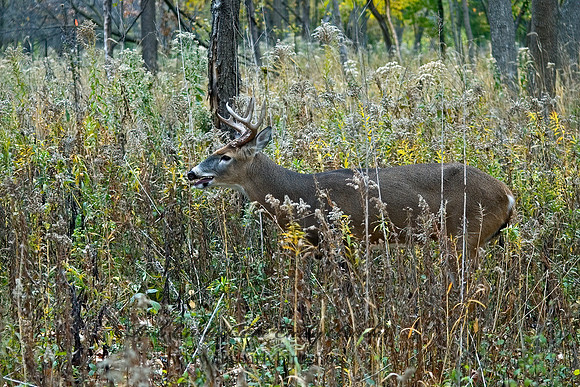 Odocoileus virginianus  WHITE-TAILED DEER 5017097z