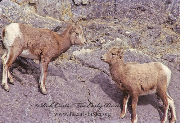 Ovis canadensis  BIGHORN SHEEP 223131z