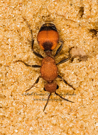 Dasymutilla bioculata or lepeletierii 8016809z