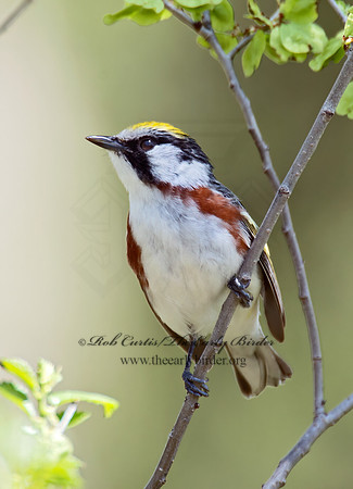 Setophaga pennsylvanica  CHESTNUT-SIDED WARBLER 9021868z
