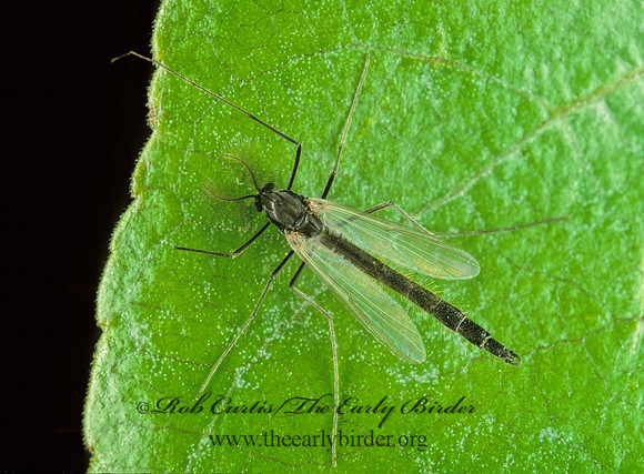 Chironomini  NON-BITING MIDGE 238728z