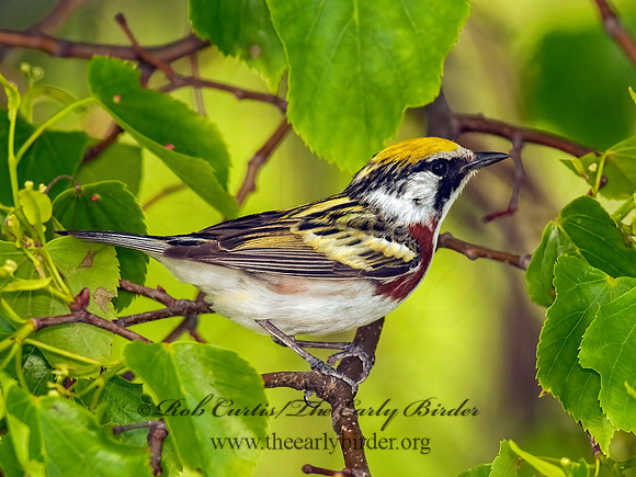 Setophaga pennsylvanica  CHESTNUT-SIDED WARBLER 3002116z