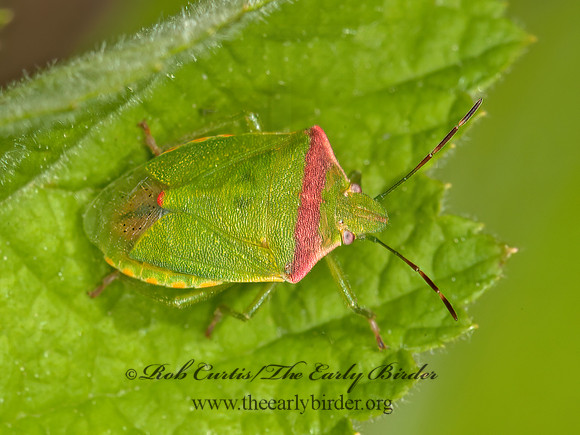 Thyanta custator  RED-SHOULDERED STINKBUG 8037041z