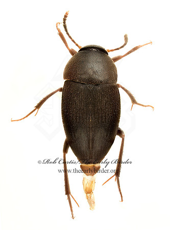Prionochaeta opaca 9020595z