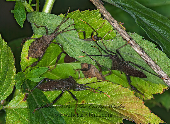 Acanthocephala terminalis 6011855 z