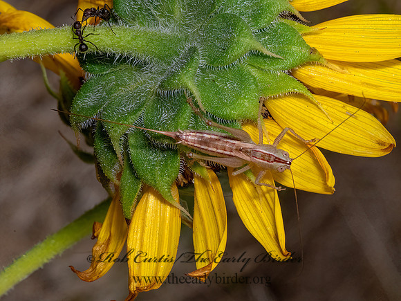 Conocephalus saltans  PRAIRIE MEADOW KATYDID 3023248z