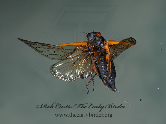 Magicicada cassinii CASSINI'S 17-YEAR CICADA 9089114z