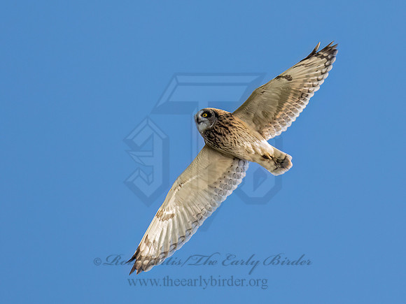 Asio flammeus SHORT-EARED OWL 9091284z