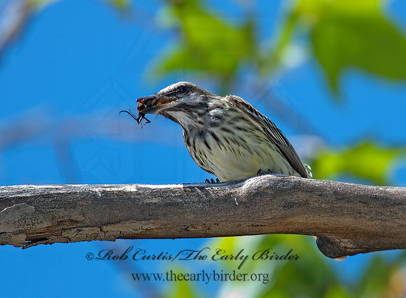 Myiodynastes luteiventris  SULPHUR-BELLIED FLYCATCHER 7007951z