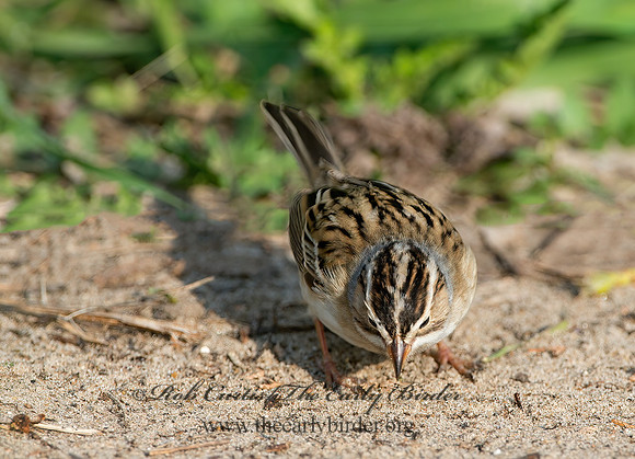 Spizella pallida  CLAY-COLORED SPARROW 9037368z